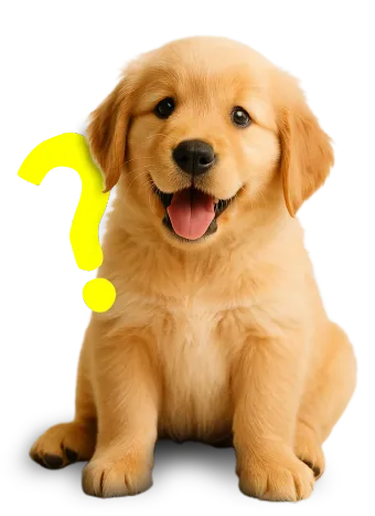 Filhote de cachorro sentado, olhando para a câmera